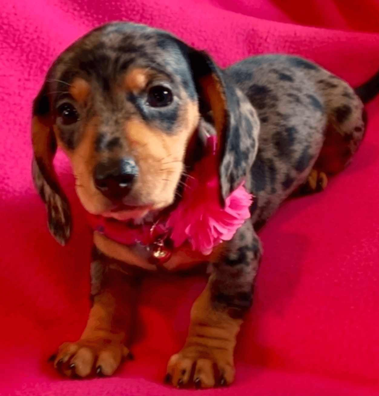 Mini Dachshund Puppies For Sale