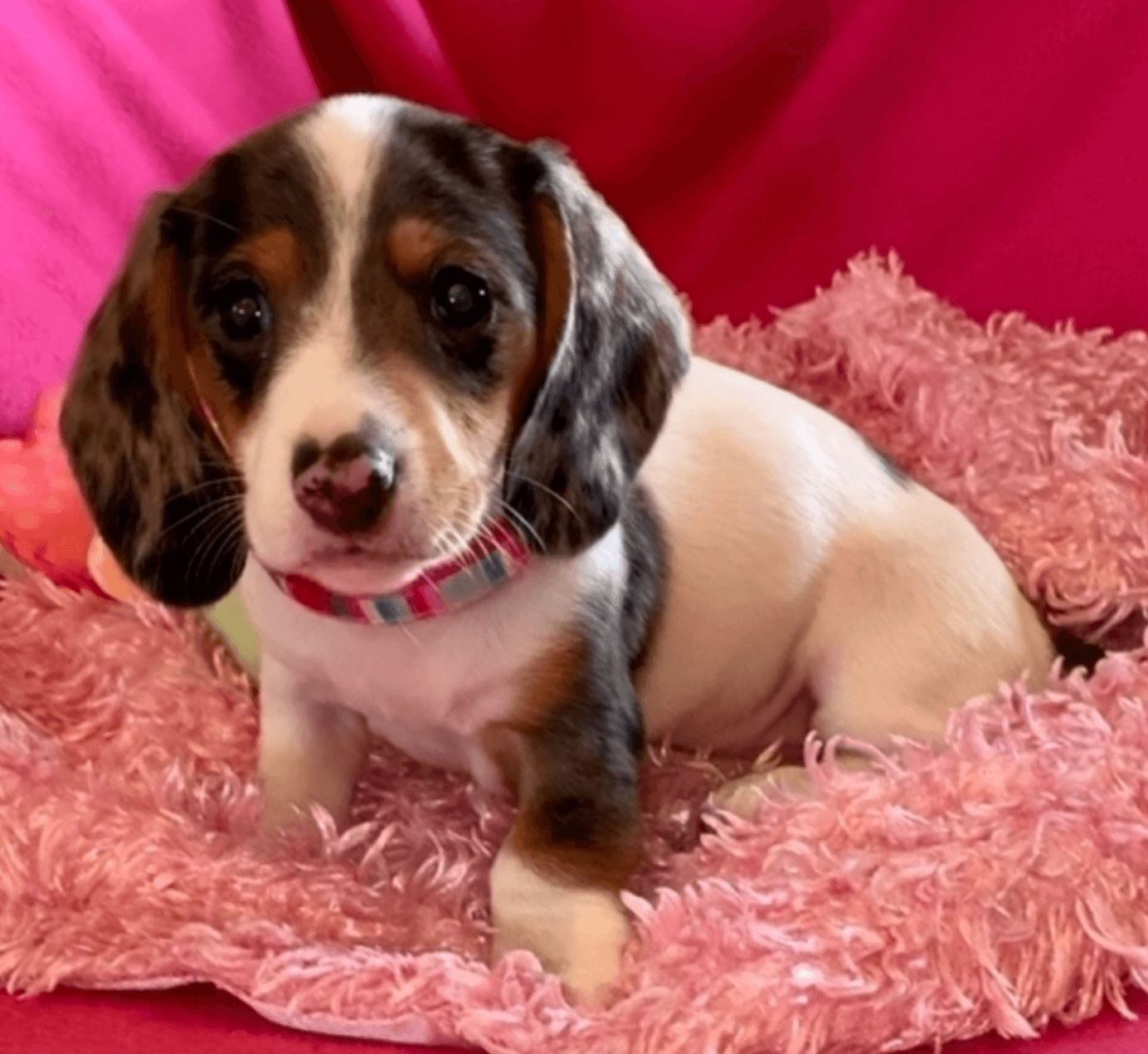 Mini Dachshund Puppies For Sale