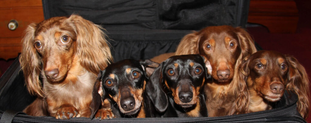 Adopt royalty grove dachshunds