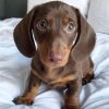 Best Deal on Frankie Mini Dachshund Puppy