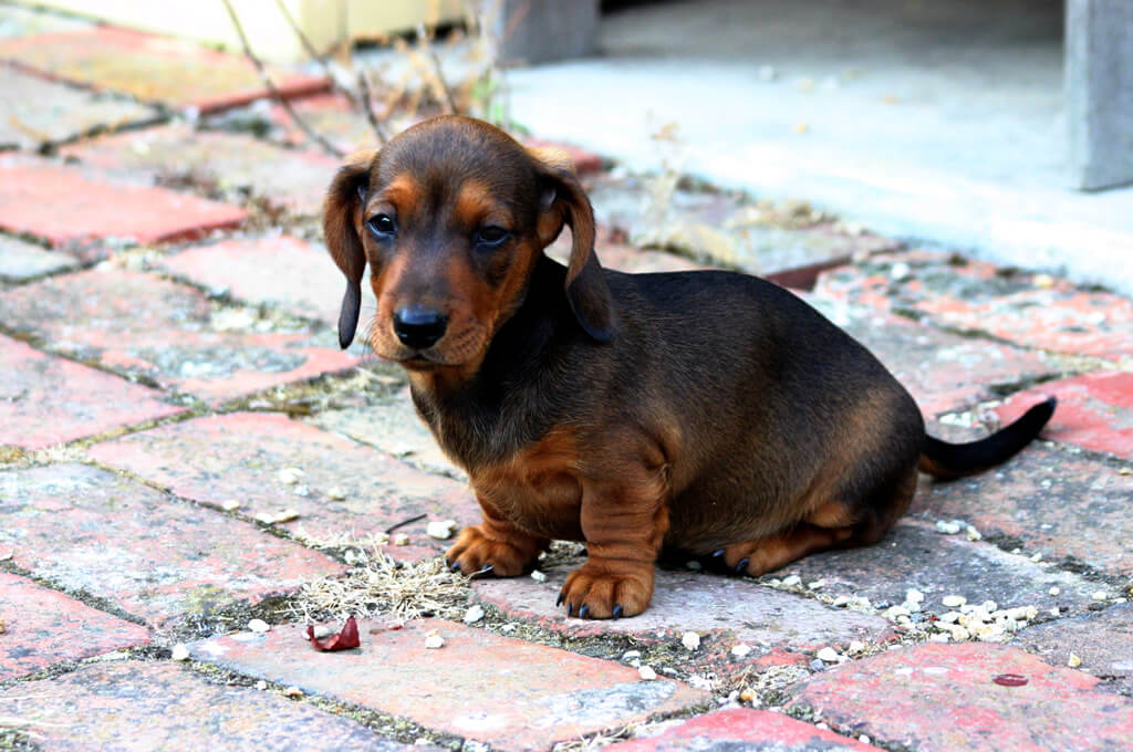 Miniature dachshund akc