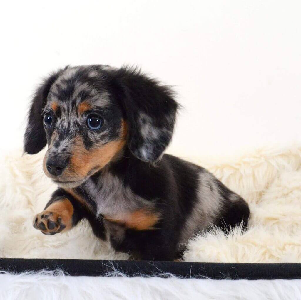 long haired dapple dachshund