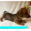 Bentley Mini Dachshund Puppy Cost-effective Deal