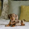 Dachshund puppies for sale $600