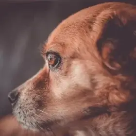 Dachshund Royalty