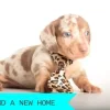 Samuel Mini Dachshund Puppy Affordable Purchase