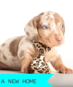 Samuel Mini Dachshund Puppy Affordable Purchase