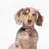 Discounted Skye Mini Dachshund Puppy