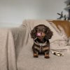 Affordable Deal for Doris Mini Dachshund Puppy