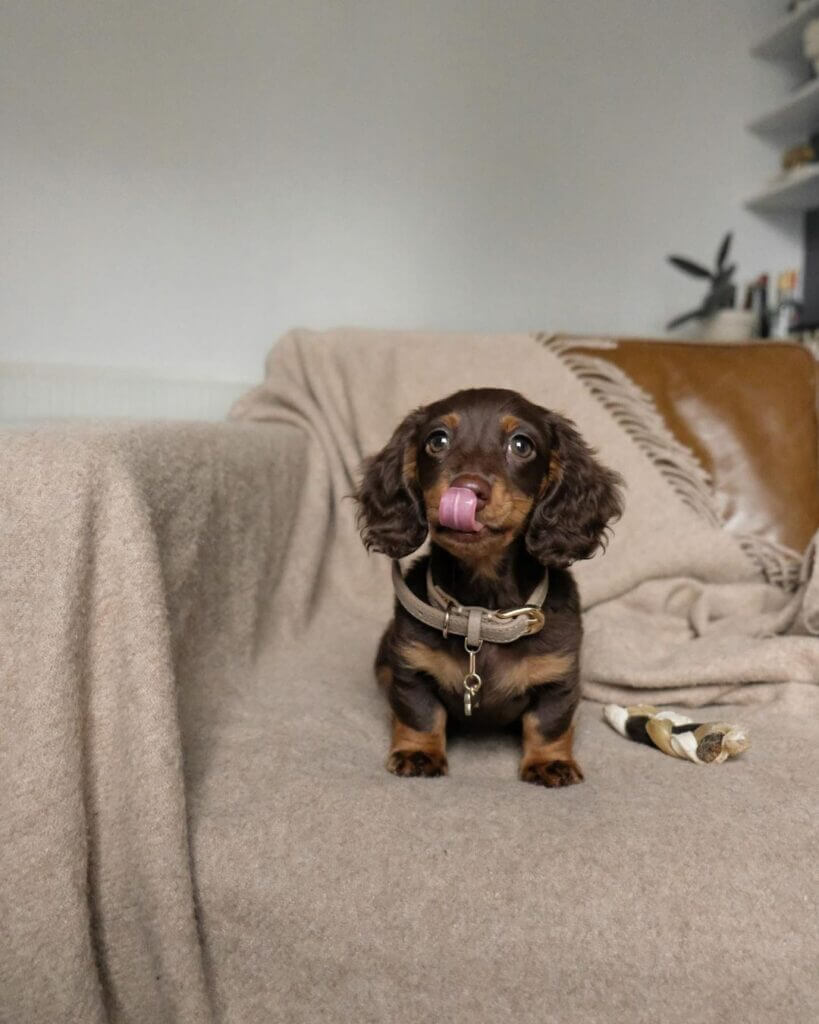 long hair mini dachshund