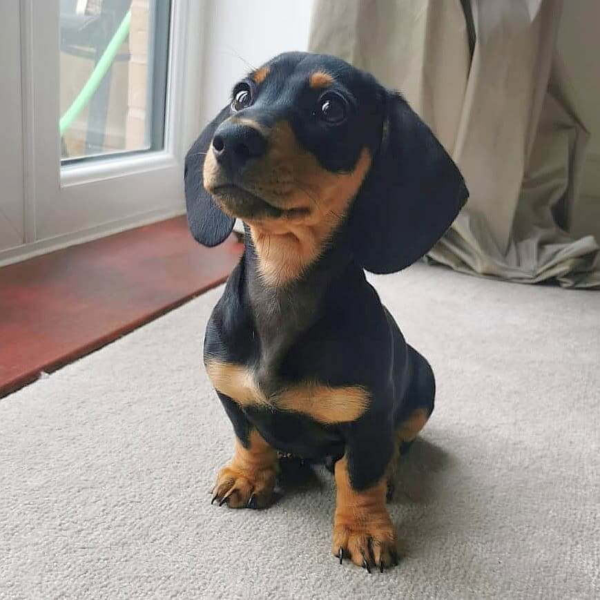 Budget-friendly Dogy Mini Dachshund Puppy