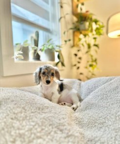 Winnie Mini Dachshund Puppy Affordable Purchase