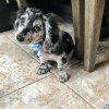 Winston Mini Dachshund Puppy Special Price