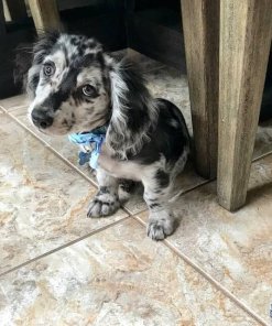 Silver Dapple Dachshund for Sale