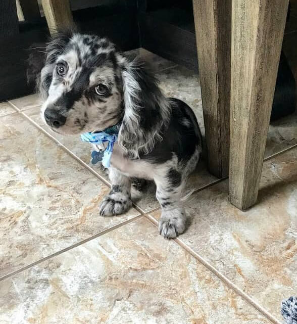 Silver Dapple Dachshund for Sale