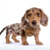 Long haired Mini Dachshund Puppy