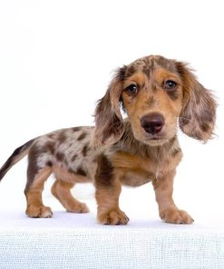 Delilah Mini Dachshund Puppy Cost-effective Deal