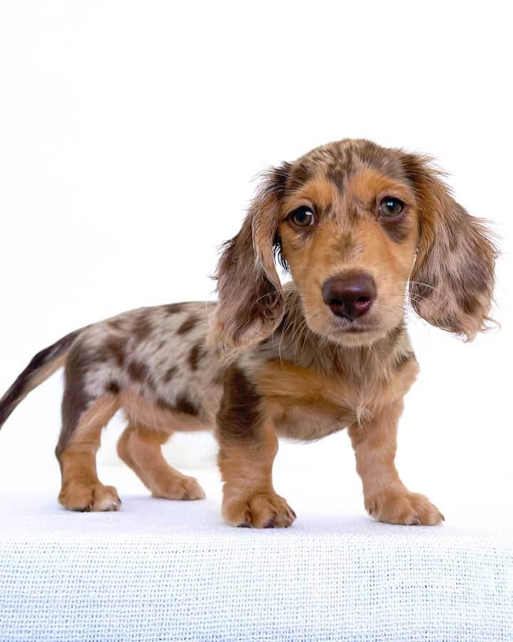 Long haired Mini Dachshund Puppy