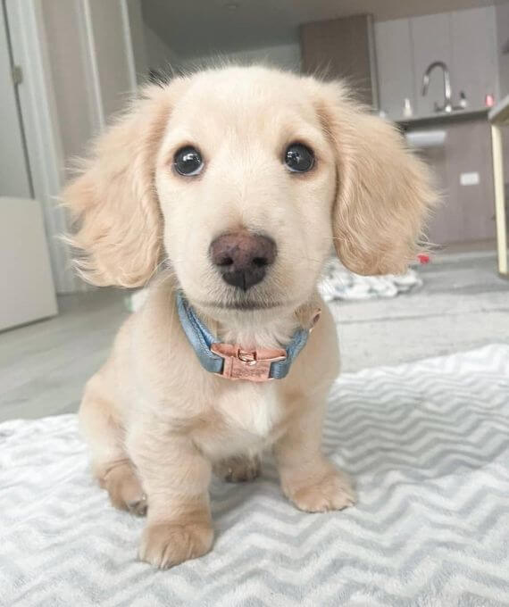 Budget-friendly Sassy Mini Dachshund Puppy