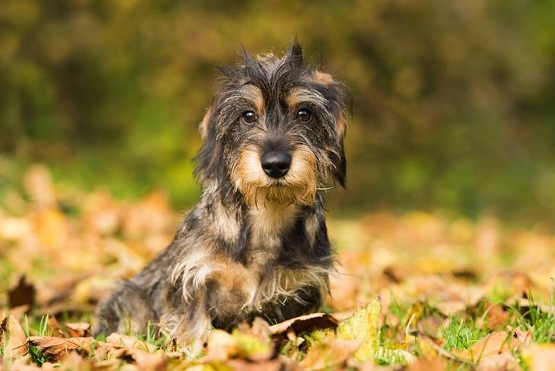 Wire Haired Dachshund Puppies