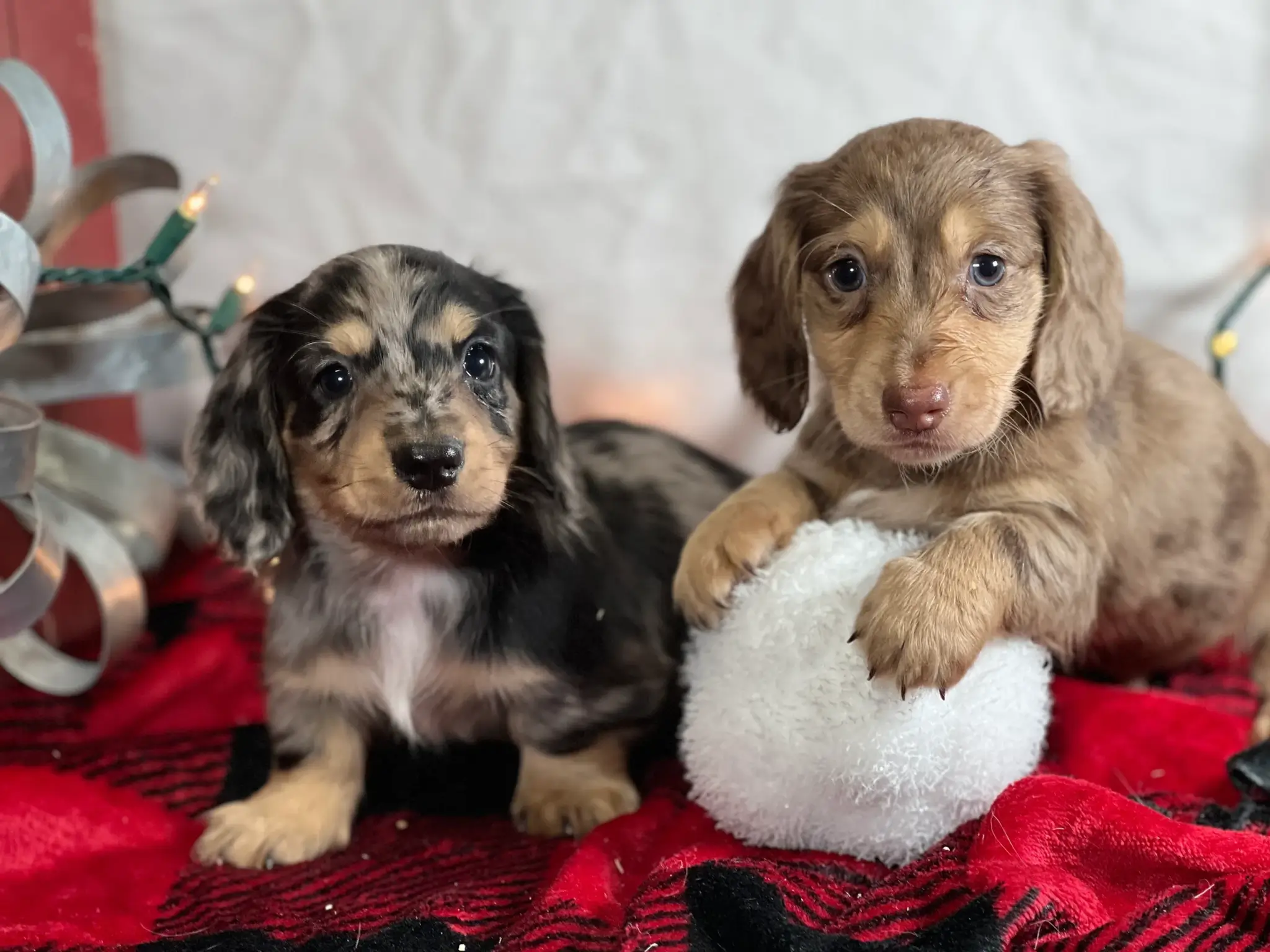 Miniature Dachshund Puppies for Sale Online